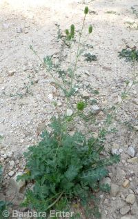 western burnet (<em>Poteridium occidentale</em>)