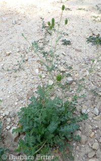 western burnet (<em>Poteridium occidentale</em>)