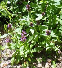 common selfheal (<em>Prunella vulgaris ssp. vulgaris</em>)