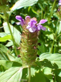 common selfheal (<em>Prunella vulgaris ssp. vulgaris</em>)