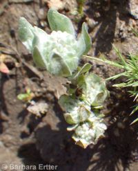 round or short woolly-marbles (<em>Psilocarphus brevissimus var. brevissimus</em>)