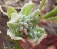round or short woolly-marbles (<em>Psilocarphus brevissimus var. brevissimus</em>)