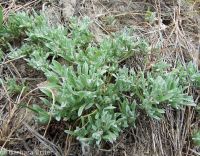 Oregon woolly-marbles (<em>Psilocarphus oregonus</em>)