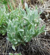 Oregon woolly-marbles (<em>Psilocarphus oregonus</em>)