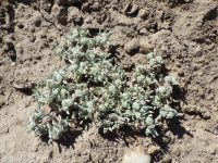 Oregon woolly-marbles (<em>Psilocarphus oregonus</em>)