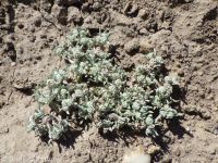 Oregon woolly-marbles (<em>Psilocarphus oregonus</em>)