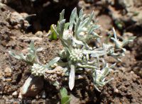 Oregon woolly-marbles (<em>Psilocarphus oregonus</em>)
