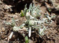 Oregon woolly-marbles (<em>Psilocarphus oregonus</em>)