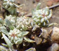 Oregon woolly-marbles (<em>Psilocarphus oregonus</em>)