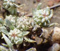 Oregon woolly-marbles (<em>Psilocarphus oregonus</em>)