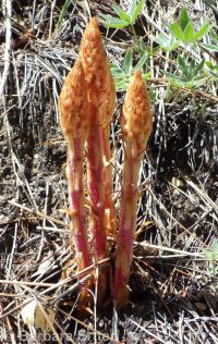 pinedrops (<em>Pterospora andromedea</em>)