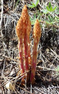 pinedrops (<em>Pterospora andromedea</em>)