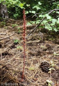 pinedrops (<em>Pterospora andromedea</em>)