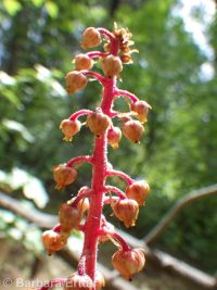 pinedrops (<em>Pterospora andromedea</em>)