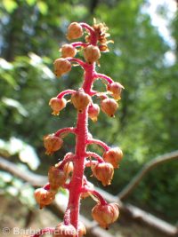pinedrops (<em>Pterospora andromedea</em>)