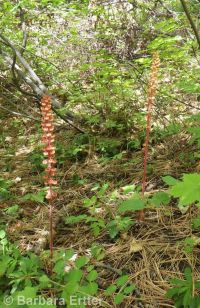 pinedrops (<em>Pterospora andromedea</em>)