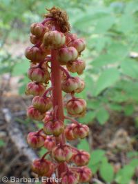 pinedrops (<em>Pterospora andromedea</em>)