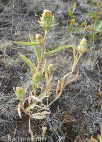 largeflower goldenweed (<em>Pyrrocoma carthamoides</em>)