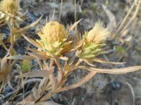 largeflower goldenweed (<em>Pyrrocoma carthamoides</em>)