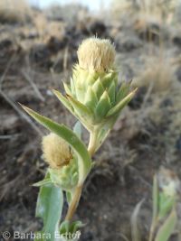 largeflower goldenweed (<em>Pyrrocoma carthamoides</em>)