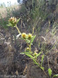largeflower goldenweed (<em>Pyrrocoma carthamoides</em>)