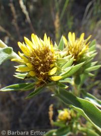largeflower goldenweed (<em>Pyrrocoma carthamoides</em>)