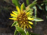 largeflower goldenweed (<em>Pyrrocoma carthamoides</em>)