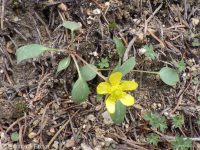 elliptical buttercup (<em>Ranunculus glaberrimus var. ellipticus</em>)