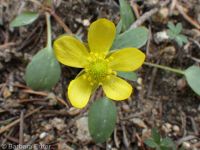 elliptical buttercup (<em>Ranunculus glaberrimus var. ellipticus</em>)