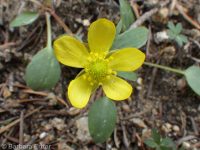 elliptical buttercup (<em>Ranunculus glaberrimus var. ellipticus</em>)
