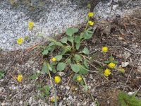elliptical buttercup (<em>Ranunculus glaberrimus var. ellipticus</em>)