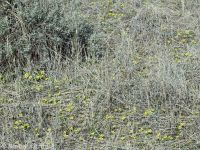 sagebrush buttercup (<em>Ranunculus glaberrimus var. glaberrimus</em>)