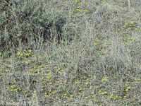 sagebrush buttercup (<em>Ranunculus glaberrimus var. glaberrimus</em>)