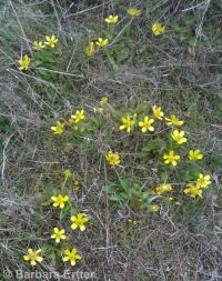 sagebrush buttercup (<em>Ranunculus glaberrimus var. glaberrimus</em>)