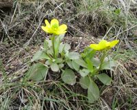 sagebrush buttercup (<em>Ranunculus glaberrimus var. glaberrimus</em>)