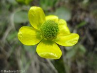 sagebrush buttercup (<em>Ranunculus glaberrimus var. glaberrimus</em>)