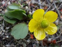 sagebrush buttercup (<em>Ranunculus glaberrimus var. glaberrimus</em>)