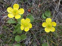 Sagebrush buttercup (<em>Ranunculus glaberrimus var. glaberrimus</em>)