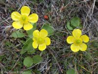 Sagebrush buttercup (<em>Ranunculus glaberrimus var. glaberrimus</em>)