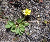 sagebrush buttercup (<em>Ranunculus glaberrimus var. glaberrimus</em>)