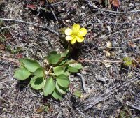 sagebrush buttercup (<em>Ranunculus glaberrimus var. glaberrimus</em>)