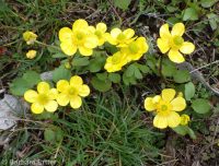 sagebrush buttercup (<em>Ranunculus glaberrimus var. glaberrimus</em>)