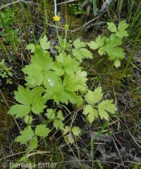 Macoun's buttercup (<em>Ranunculus macounii</em>)