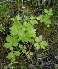 Macoun's buttercup (<em>Ranunculus macounii</em>)