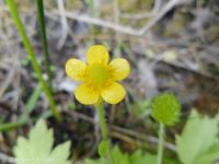 Macoun's buttercup (<em>Ranunculus macounii</em>)