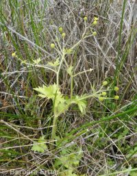 Macoun's buttercup (<em>Ranunculus macounii</em>)