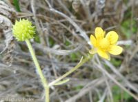 Macoun's buttercup (<em>Ranunculus macounii</em>)