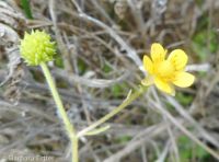 Macoun's buttercup (<em>Ranunculus macounii</em>)