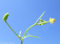 blister buttercup, cursed crowfoot (<em>Ranunculus sceleratus var. multifidus</em>)