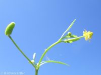 blister buttercup, cursed crowfoot (<em>Ranunculus sceleratus var. multifidus</em>)